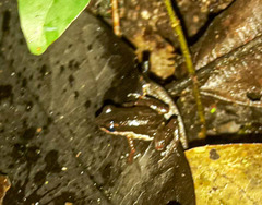 Allobates insperatus