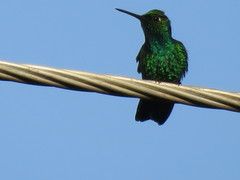 Chlorostilbon mellisugus