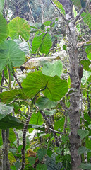 Montrichardia linifera