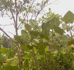 Montrichardia linifera