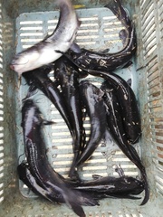 Ictalurus punctatus
