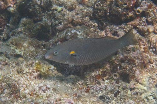 Stethojulis balteata