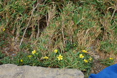 Ranunculus formosa-montanus