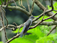 Campylopterus largipennis