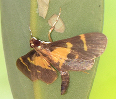 Lypotigris fusalis