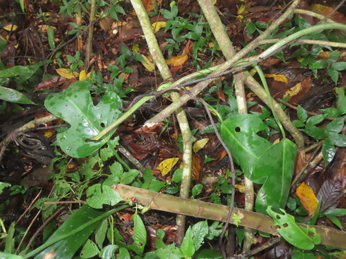 Philodendron panduriforme