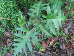 Urera laciniata, photograph (c) Eric Schmidt, some rights reserved (CC BY)