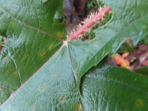 Urera laciniata