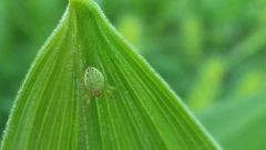 Araniella cucurbitina