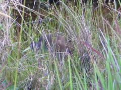 Pardirallus nigricans