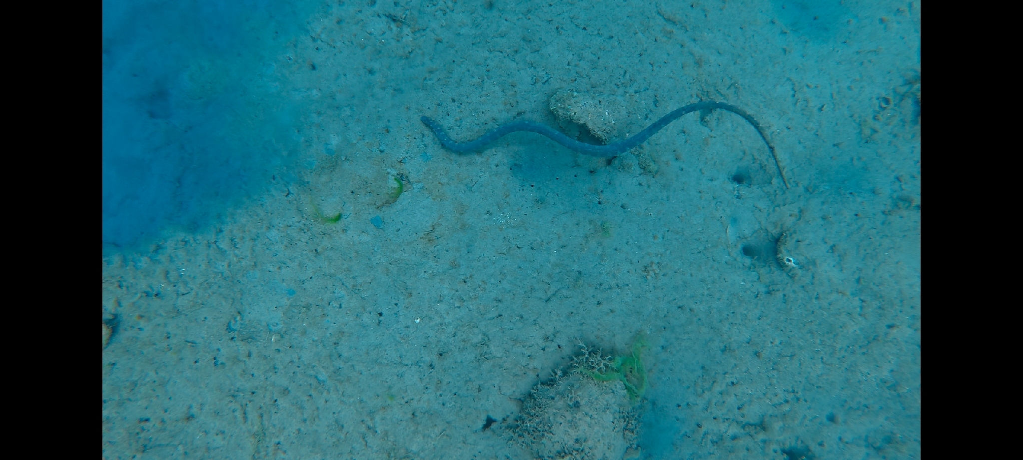 Acrochordus granulatus (Schneider, 1799)