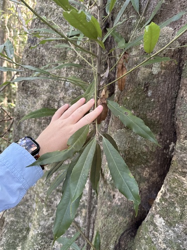 Elaeocarpus kirtonii observed 2026-03-29
