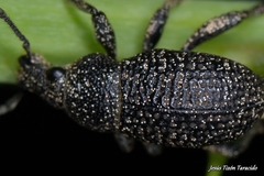 Polydius hispanus ludificator