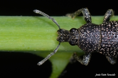 Polydius hispanus ludificator