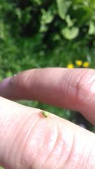 Araniella cucurbitina