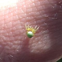 Araniella cucurbitina