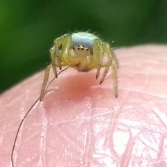 Araniella cucurbitina