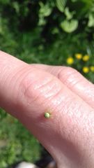 Araniella cucurbitina