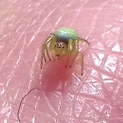 Araniella cucurbitina