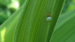 Araniella cucurbitina
