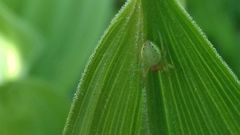 Araniella cucurbitina