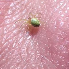 Araniella cucurbitina