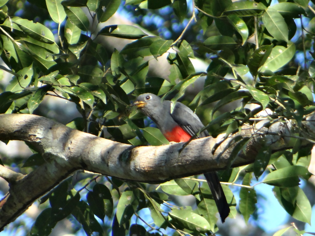 Black-Tailed Trogon