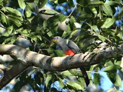 Black-Tailed Trogon photo 1