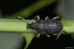 Polydius hispanus ludificator