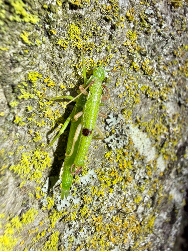 iNaturalist observation photo of Timemas