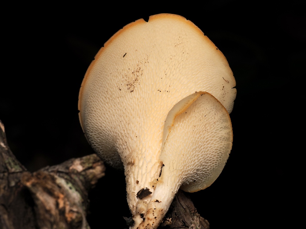 Favolus brasiliensis · April 2026 · photo: © alan_rockefeller (iNaturalist, cc-by-sa)