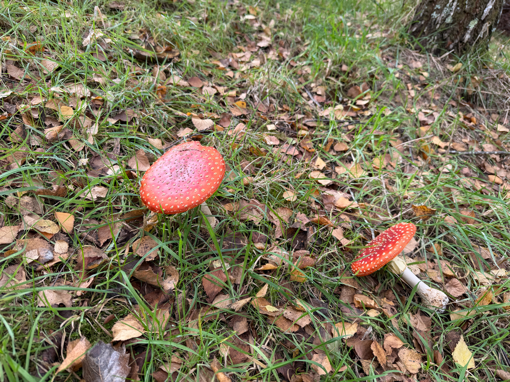 Amanita muscaria · April 2026 · photo: © jstarspots (iNaturalist, cc0)