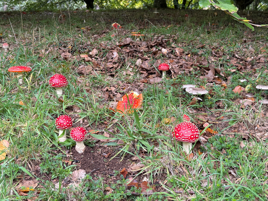Amanita muscaria · April 2026 · photo: © jstarspots (iNaturalist, cc0)