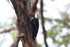 Dryocopus lineatus