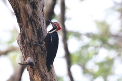Dryocopus lineatus
