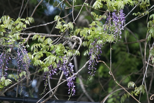 Japanese wisteria