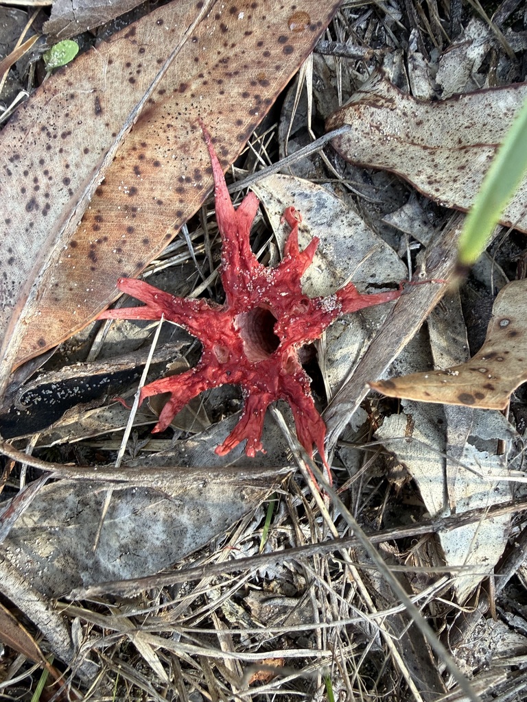 Aseroe rubra · March 2026 · photo: © philwarb (iNaturalist, cc-by)
