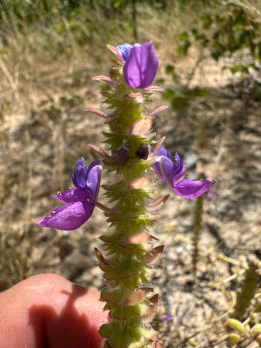 Coleus lasianthus