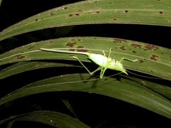 Mayacephalus dickmanorum