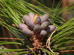 Pinus devoniana