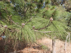 Pinus devoniana