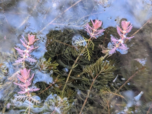 Myriophyllum verrucosum (Myriophyllum verrucosum)