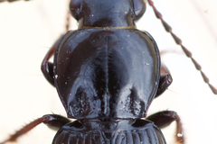 Pterostichus luctuosus