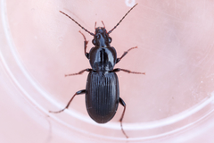Pterostichus luctuosus