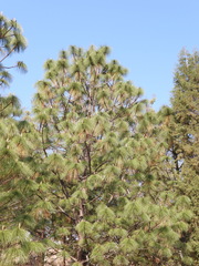 Pinus devoniana