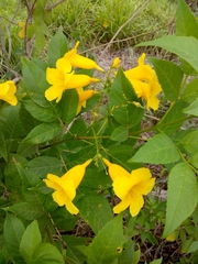Tecoma stans