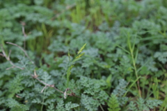 Bromus catharticus catharticus