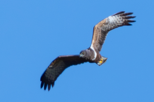 iNaturalist image