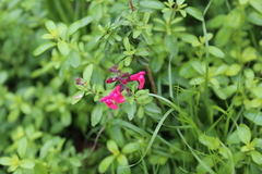 Salvia greggii