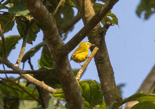 Forest White-eye (Zosterops stenocricotus), photo 4